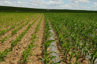 内蒙古赤峰农田项目