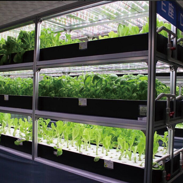 河北石家庄集装箱植物工厂